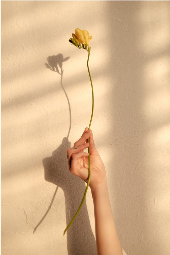 hand holding up a yellow flower with shadows